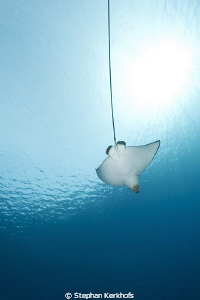 Spotted Eagle Ray taken in Naa'ma bay. by Stephan Kerkhofs 